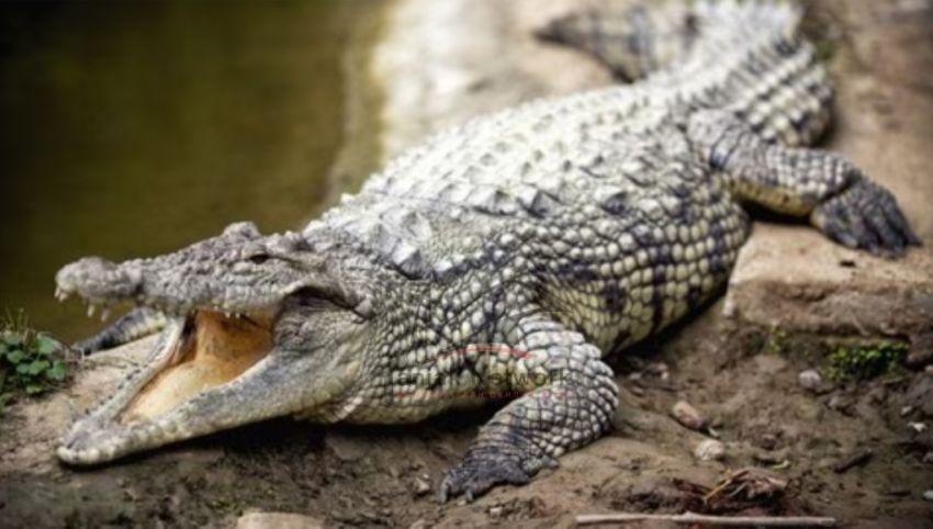 Buaya Sungai Bagan Keladi Dumai Mangsa Pelajar, Tubuh Penuh Luka Gigitan