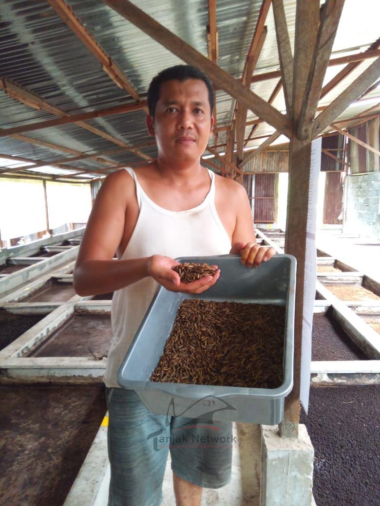 Budidaya Manggot Atau Belatung Bisa Hasilkan Cuan