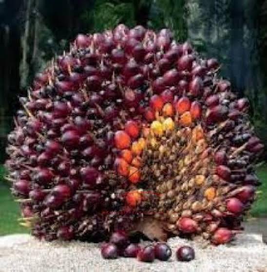 Kenaikan Harga CPO Berdampak Dengan Turunya Harga TBS Di Riau