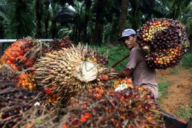 Wow...Riau Menjadi Daerah Yang Harga Sawitnya  Tertinggi di Indonesia