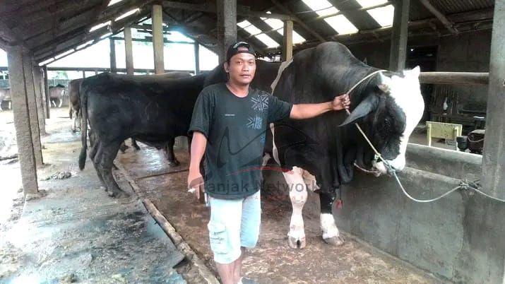 Penggemukan Sapi Salah Satu Peluang Usaha Bisa Datangkan Cuan Besar