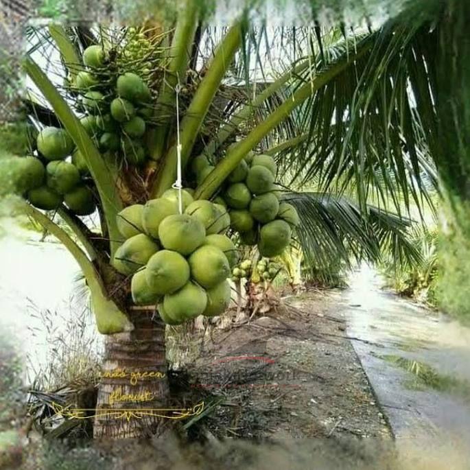 Secara Umum Harga Komoditi Perkebunan di Riau Naik