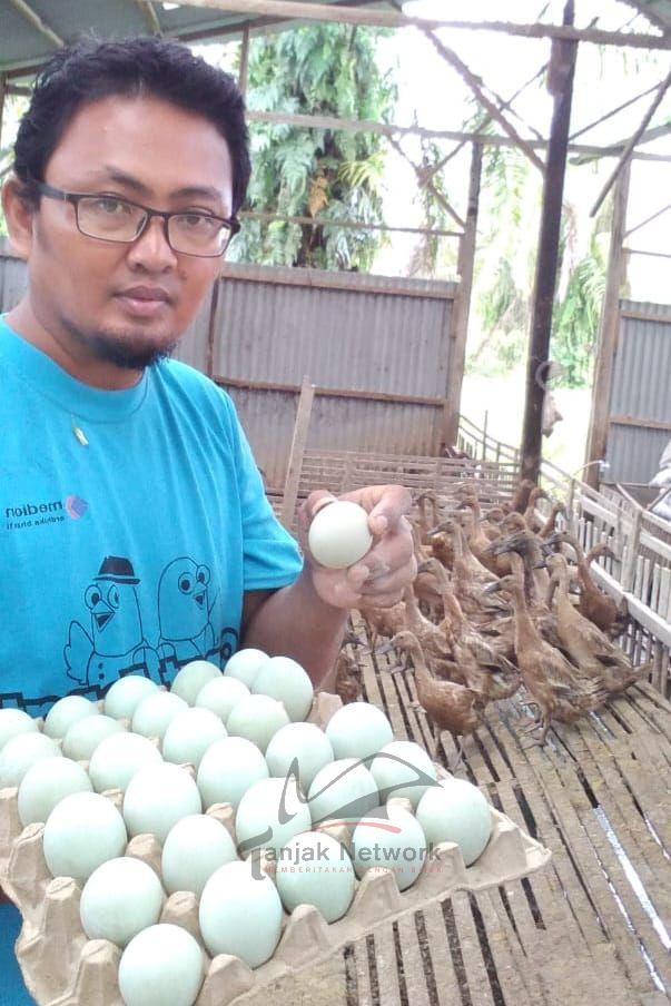 Peluang Usaha Bebek Petelur Untungnya Jutaan Rupiah Perbulan