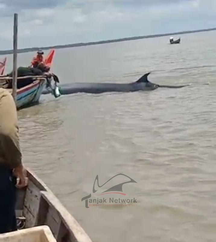 Ikan Paus Terdampar Di Perairan Laut Rokan Hilir Ternyata Masih Hidup Berhasil Dihalau Ke Laut Lepas