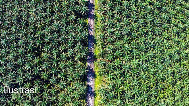 Kebun Sawit Anda Masuk Dalam Kawasan Hutan? Ini Batas Akhir Pelaporan