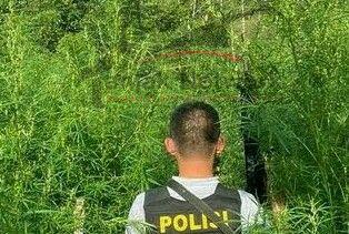 Tanam Ganja 1,5 Hektar Di Ladang, Pemilik Diburu