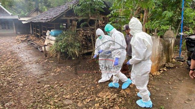 Kejadian Langka! Sapi Sudah Dikubur, Warga Gali Dan Konsumsi, Ini Kejadiannya
