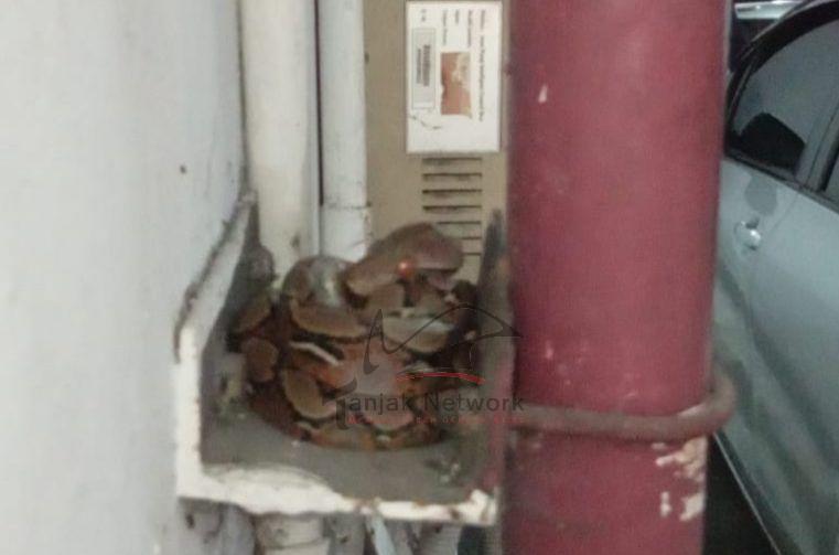 NGERI! Banyak Ular Di Basement Lantai 9 Kantor Gubernur Riau