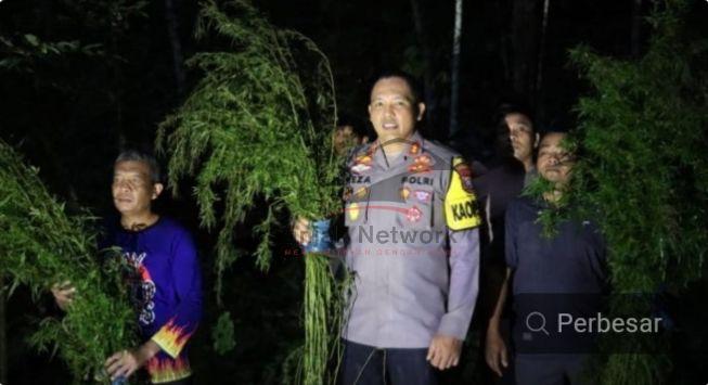 POLRES Madina Temukan Ladang Ganja 5 Hektar Siap Panen Di Pegunungan Mandailing Natal